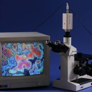 Photographs taken using different digital camera  this microscope.